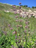 Salvia verticillata