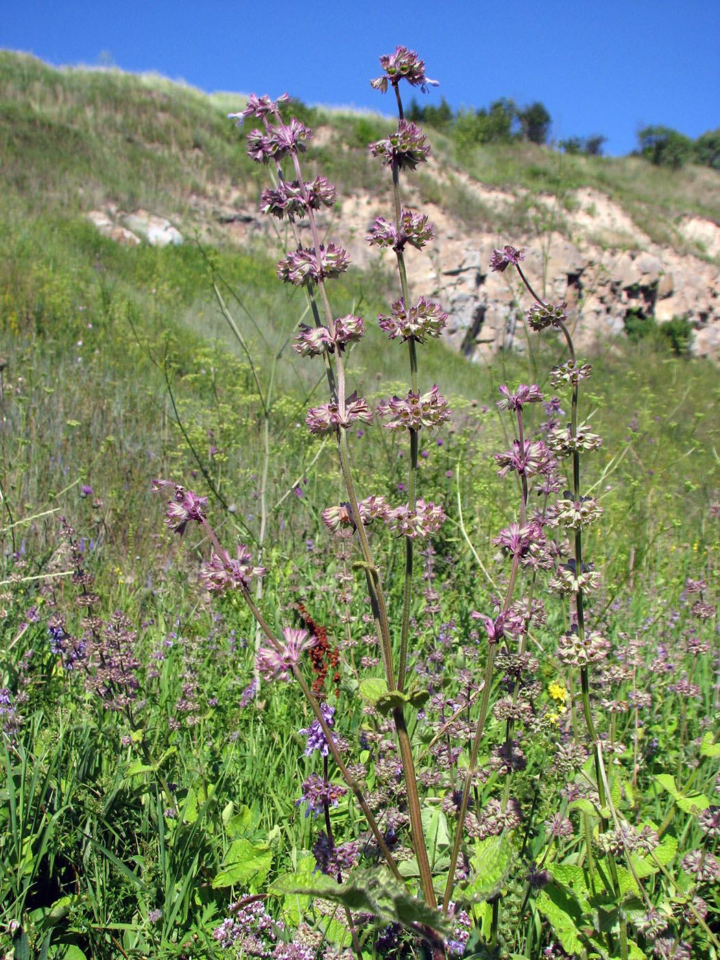 Изображение особи Salvia verticillata.