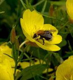 Oenothera pilosella. Цветок с фуражирующим шмелём и бутоны. Г. Пермь, м/р Закамск, садовый участок, в культуре. 16 июля 2016 г.