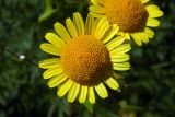 Anthemis tinctoria