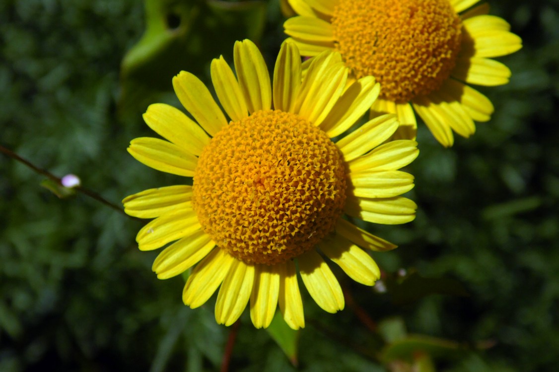 Image of Anthemis tinctoria specimen.