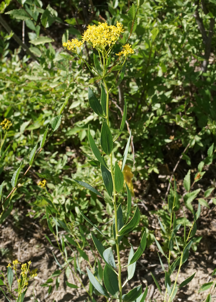 Image of Haplophyllum acutifolium specimen.