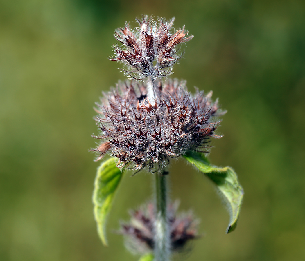 Image of Clinopodium vulgare specimen.