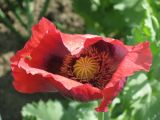 Papaver somniferum