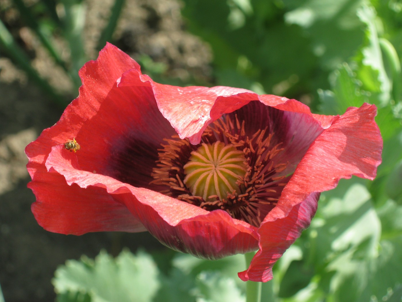 Image of Papaver somniferum specimen.