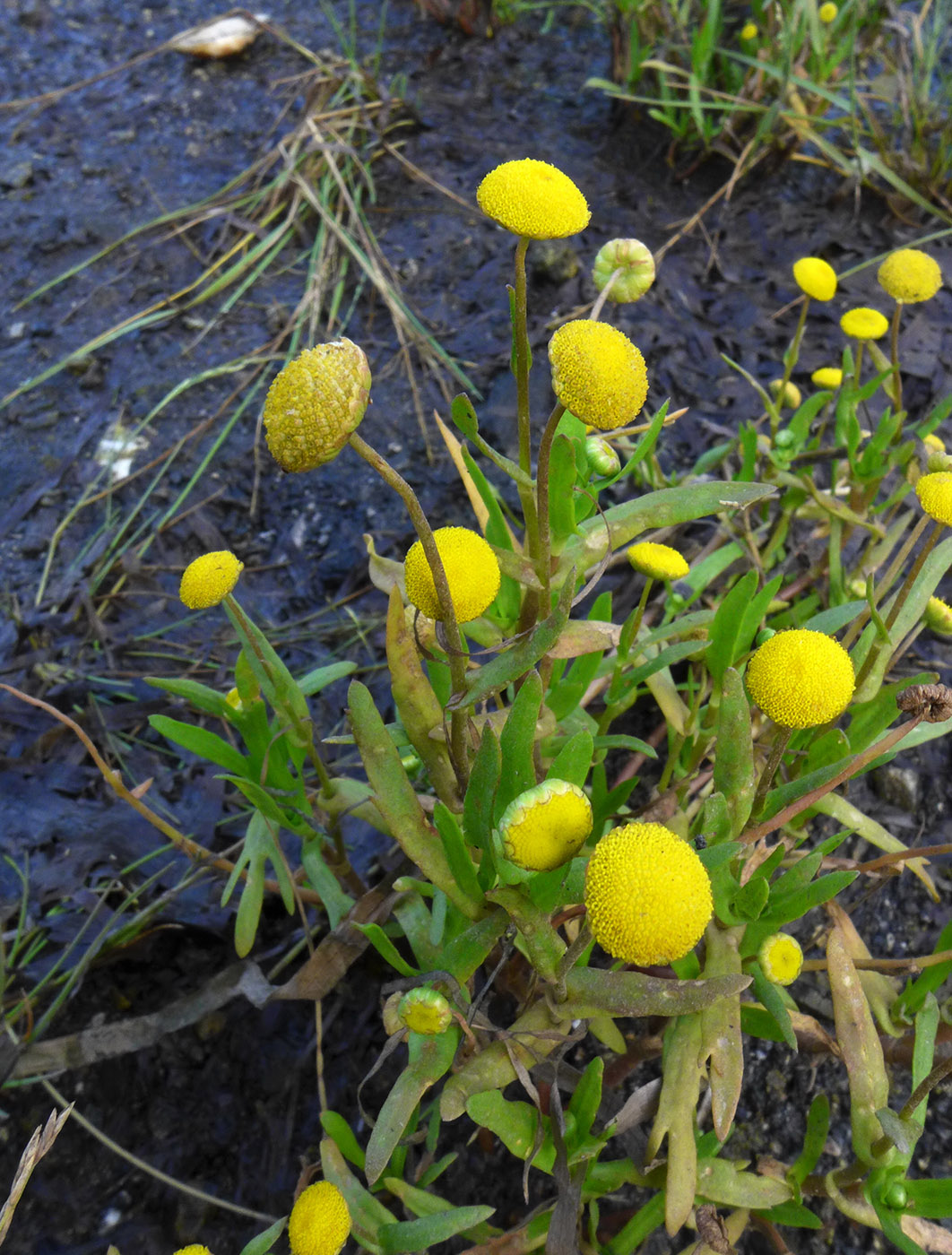 Image of Cotula coronopifolia specimen.