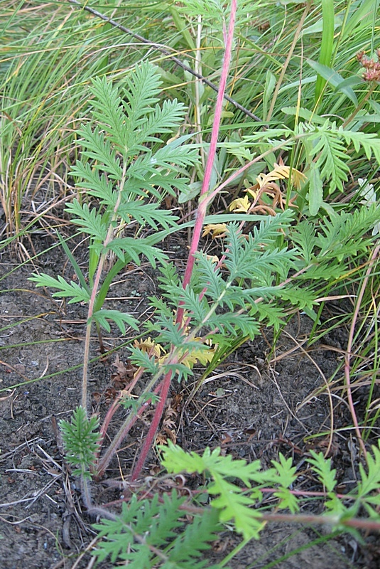 Изображение особи Potentilla conferta.