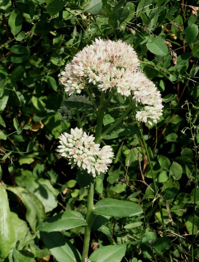 Image of Hylotelephium pallescens specimen.