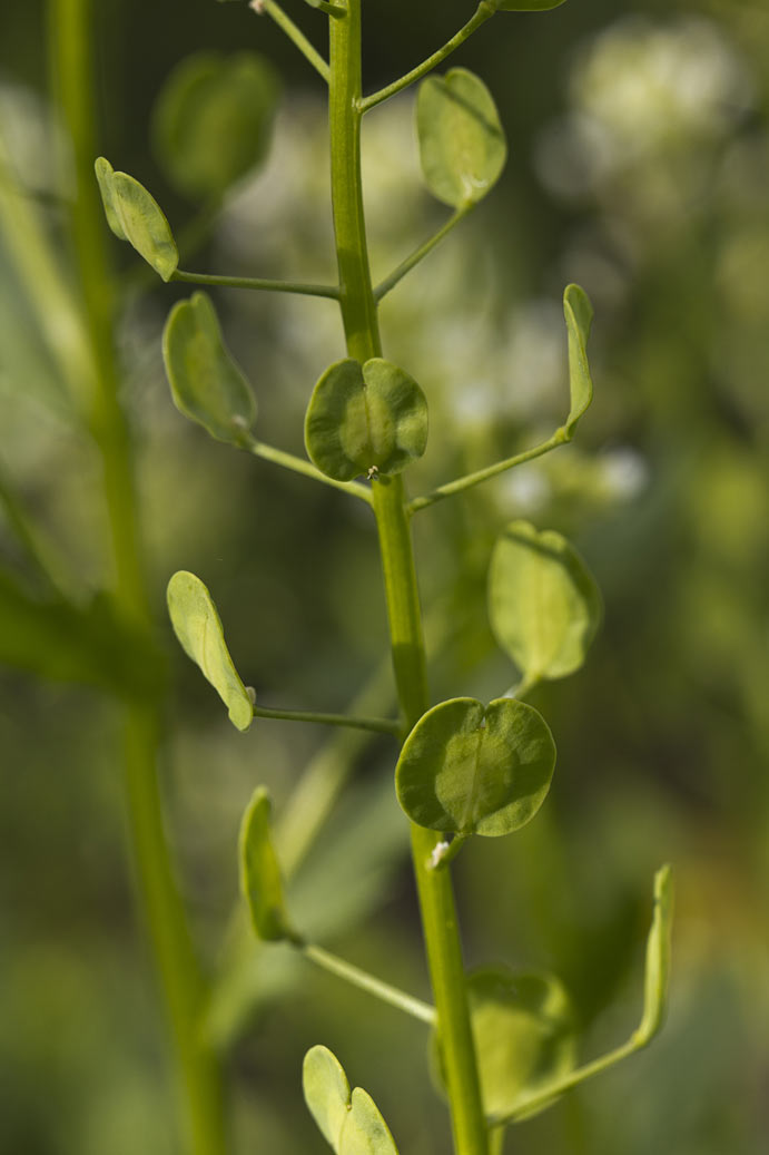 Image of Thlaspi arvense specimen.