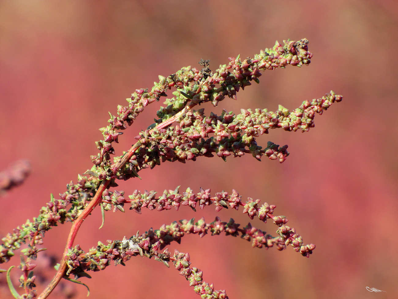 Image of Suaeda corniculata specimen.