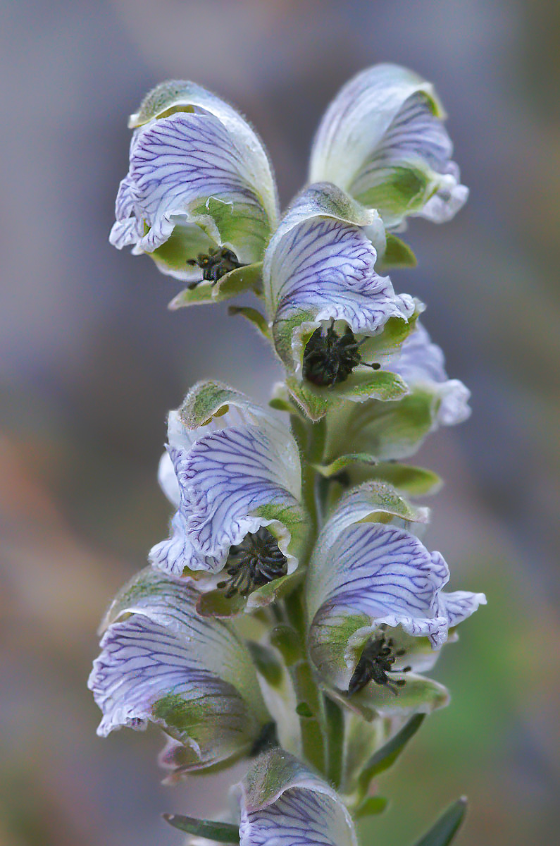 Изображение особи Aconitum rotundifolium.