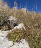 Gypsophila tenuifolia