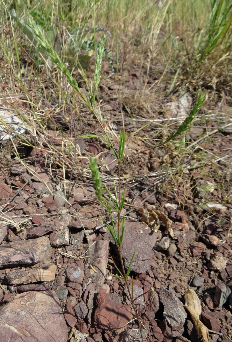 Изображение особи Crucianella exasperata.