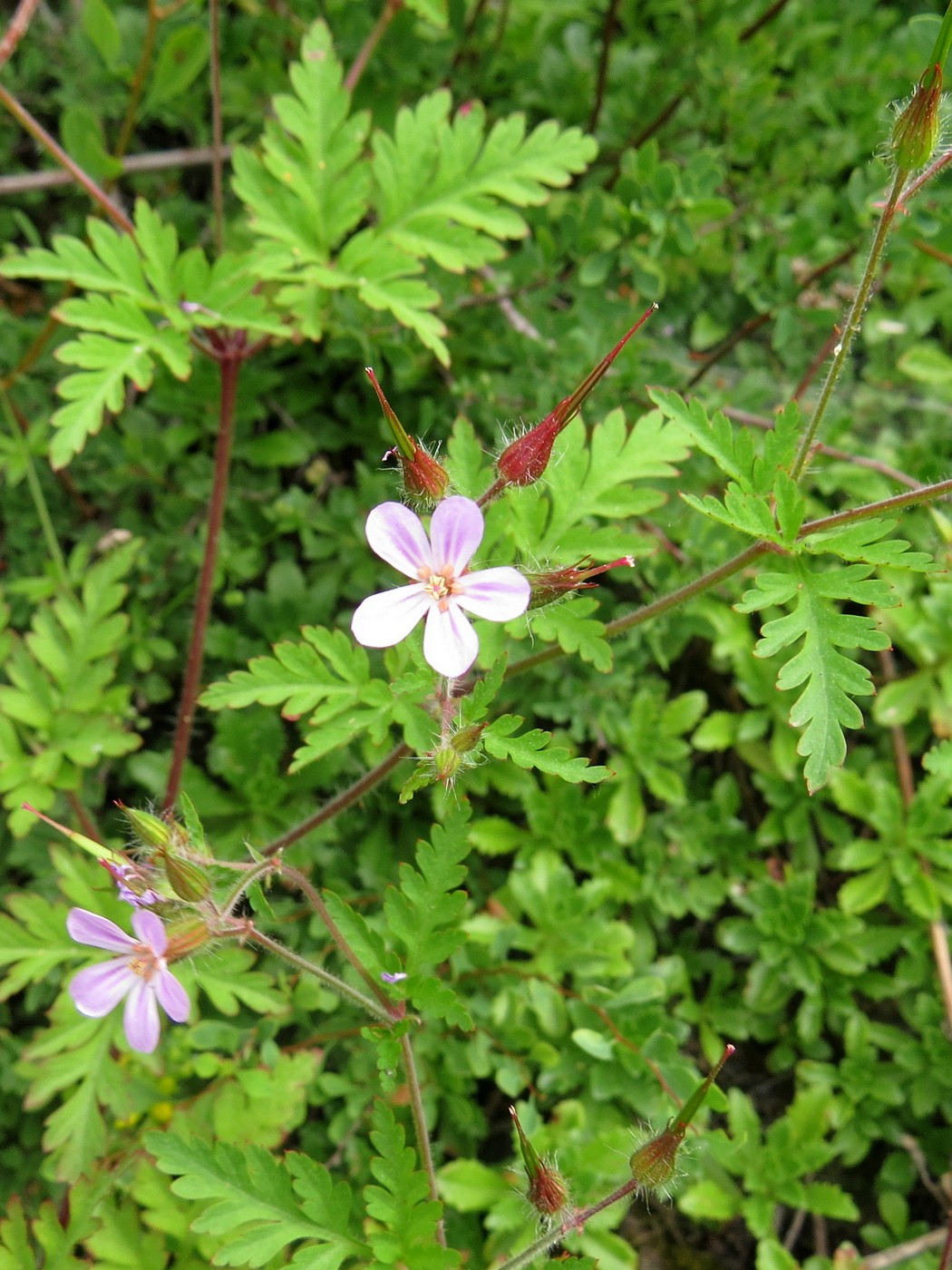 Image of Geranium robertianum specimen.