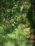 Calamagrostis arundinacea. Цветущее растение в зарослях серой ольхи. Ленинградская обл., окр. пос. Рощино. 24.07.2009.