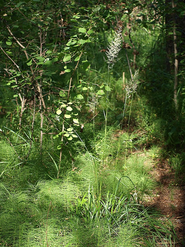 Image of Calamagrostis arundinacea specimen.