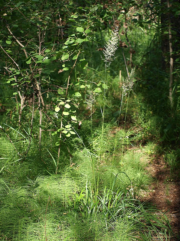 Изображение особи Calamagrostis arundinacea.