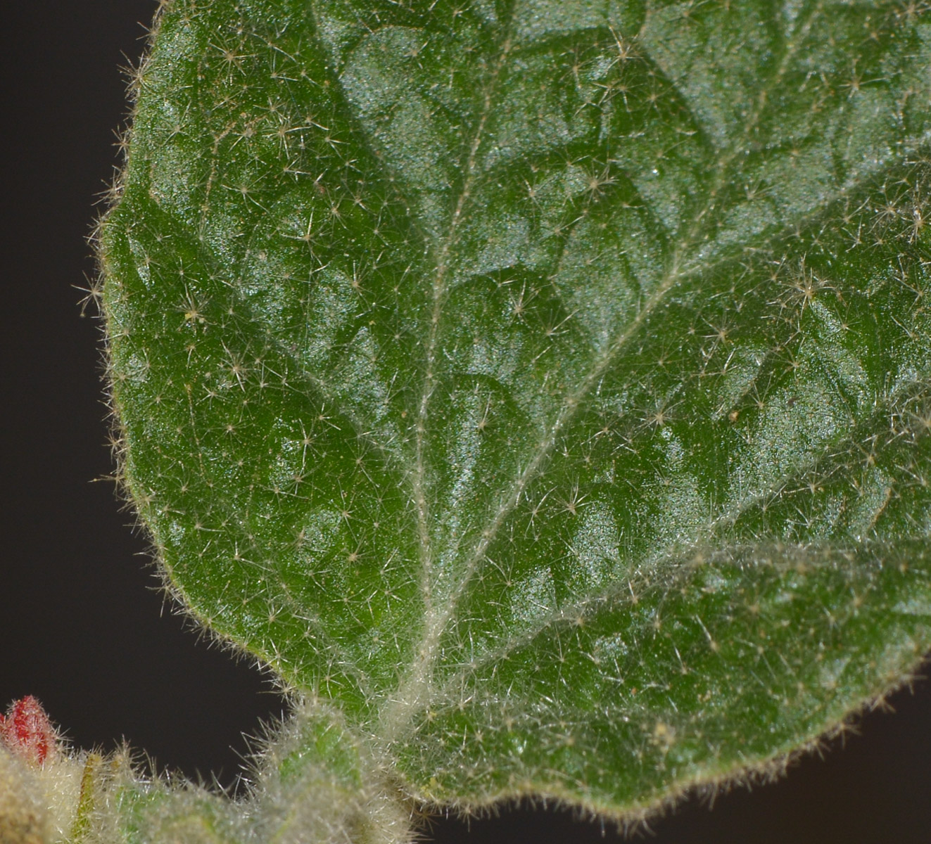 Image of Chrozophora plicata specimen.