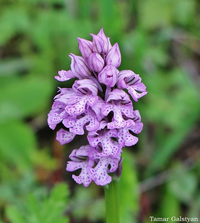 Image of Neotinea tridentata specimen.