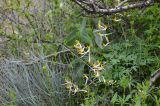 Corydalis ainae