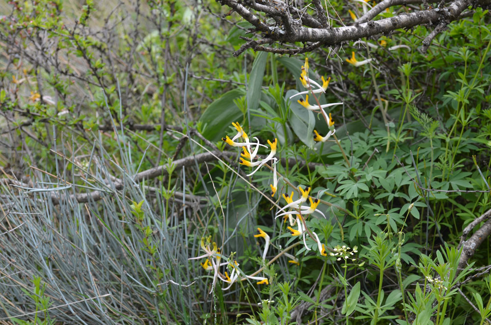 Изображение особи Corydalis ainae.