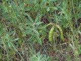 Thermopsis lanceolata