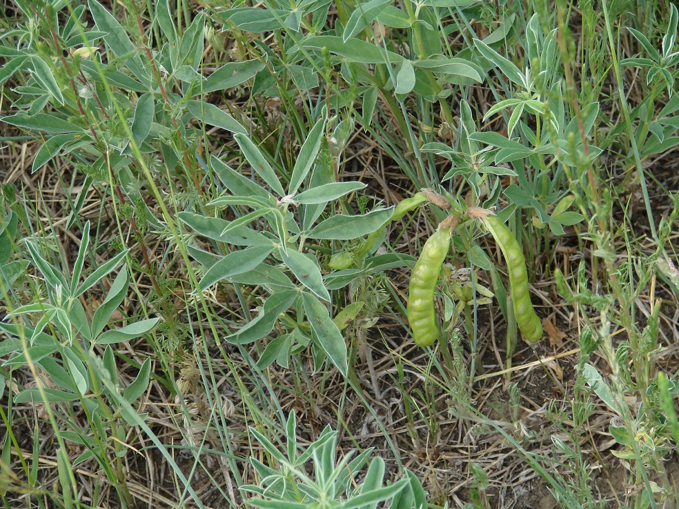 Image of Thermopsis lanceolata specimen.