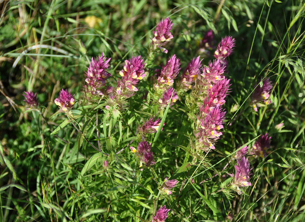 Image of Melampyrum arvense specimen.