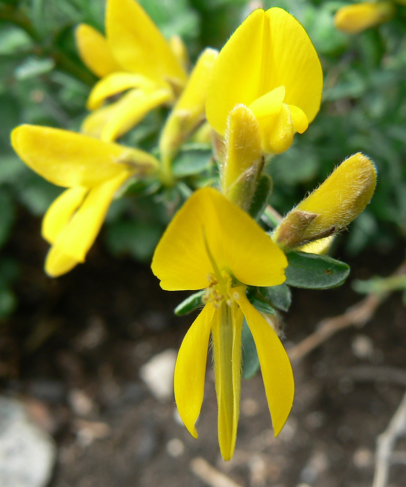 Image of Genista angustifolia specimen.