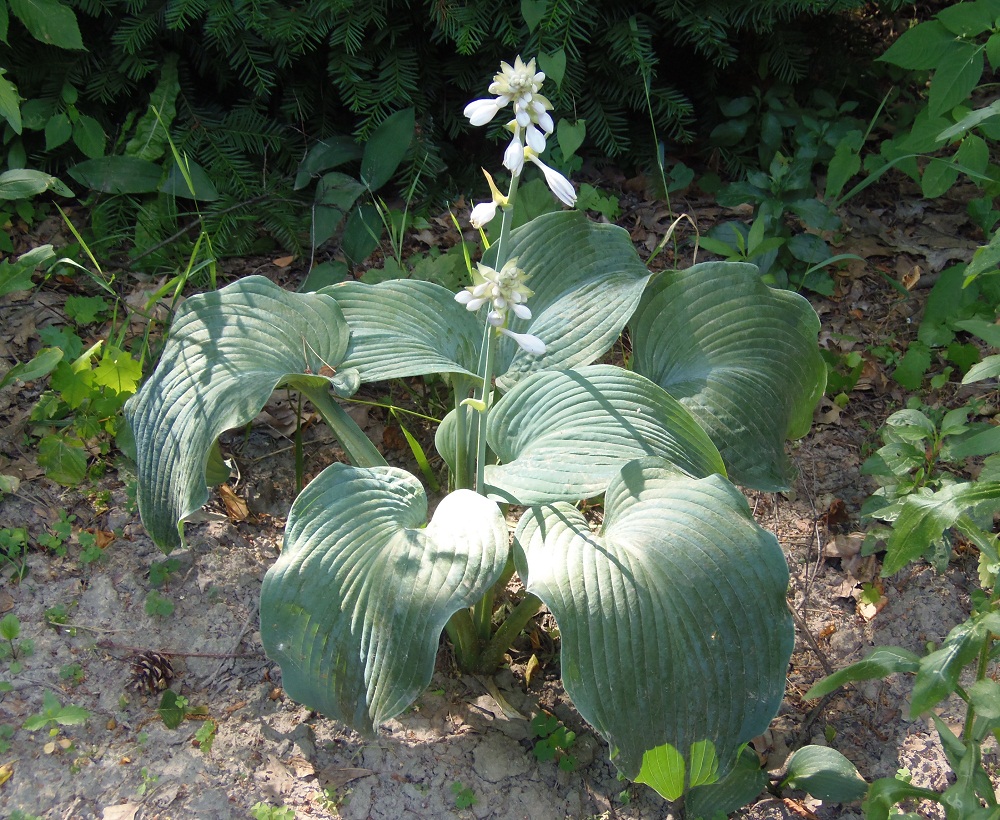 Изображение особи Hosta sieboldiana.