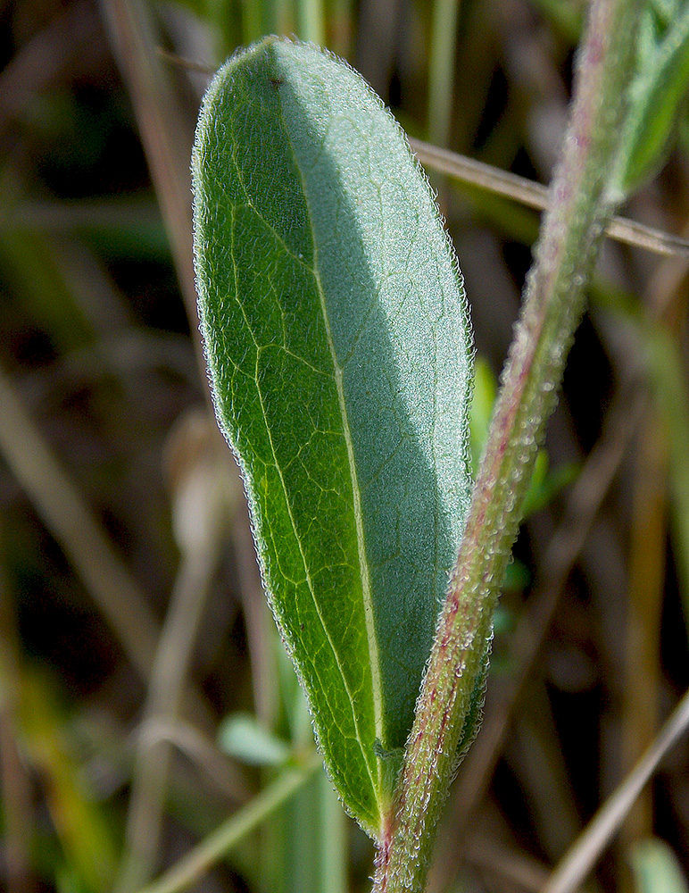 Image of Aster bessarabicus specimen.