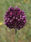 Allium rotundum