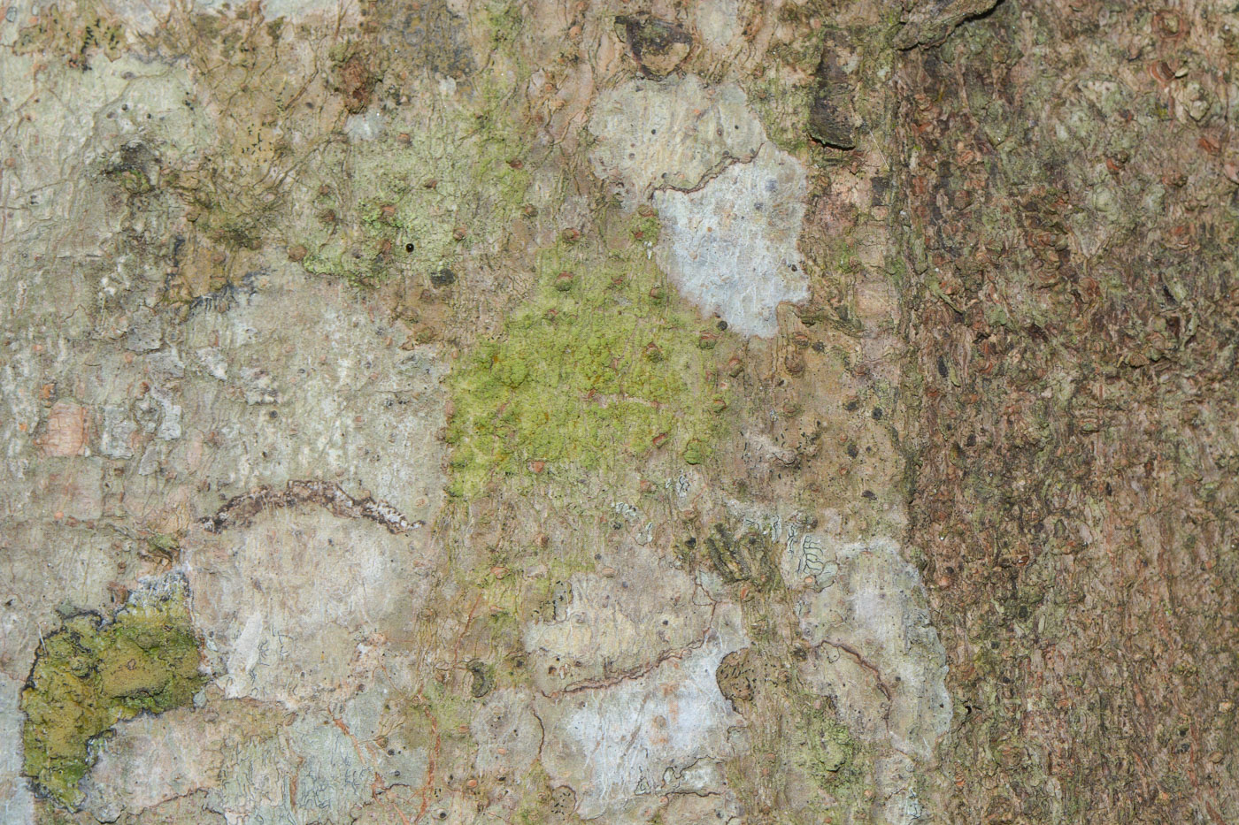 Image of Sandoricum koetjape specimen.