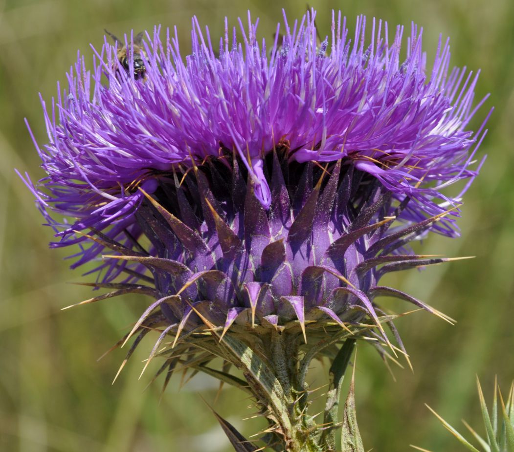 Image of Onopordum tauricum specimen.