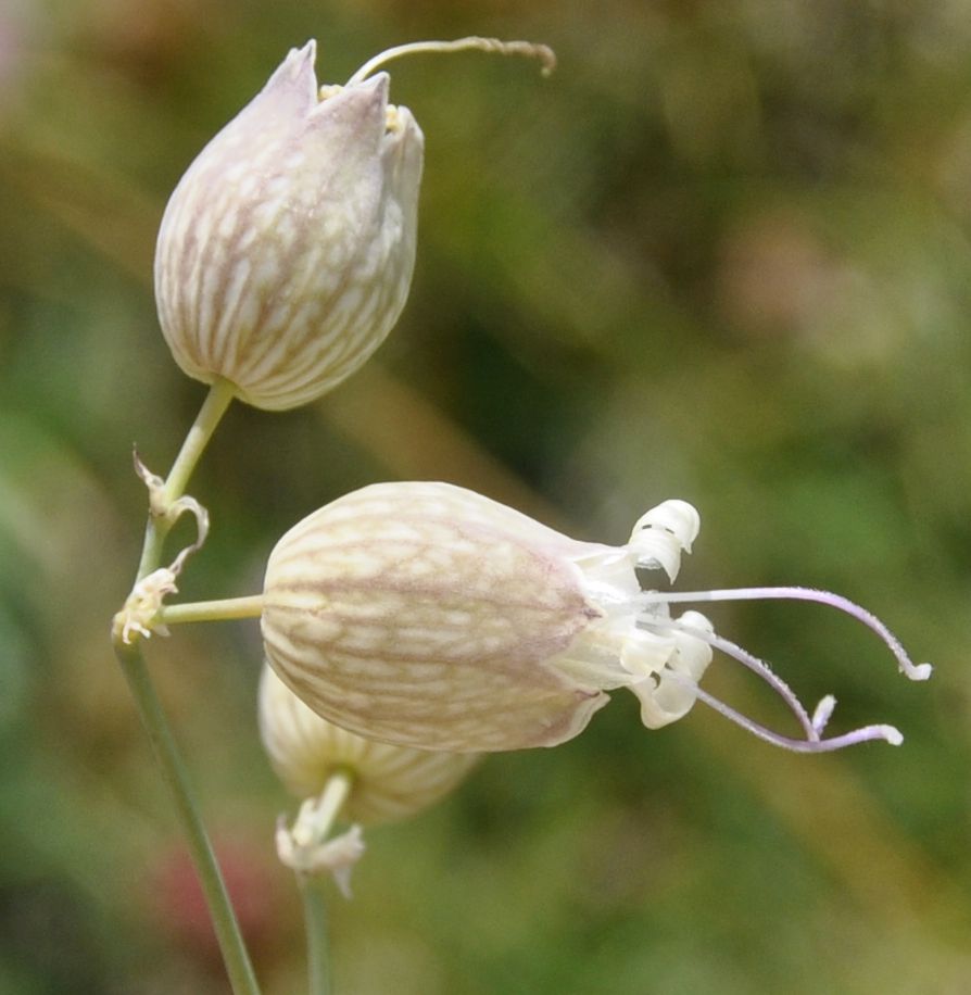 Изображение особи Oberna behen ssp. prostrata.