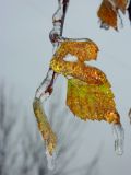 Betula pendula