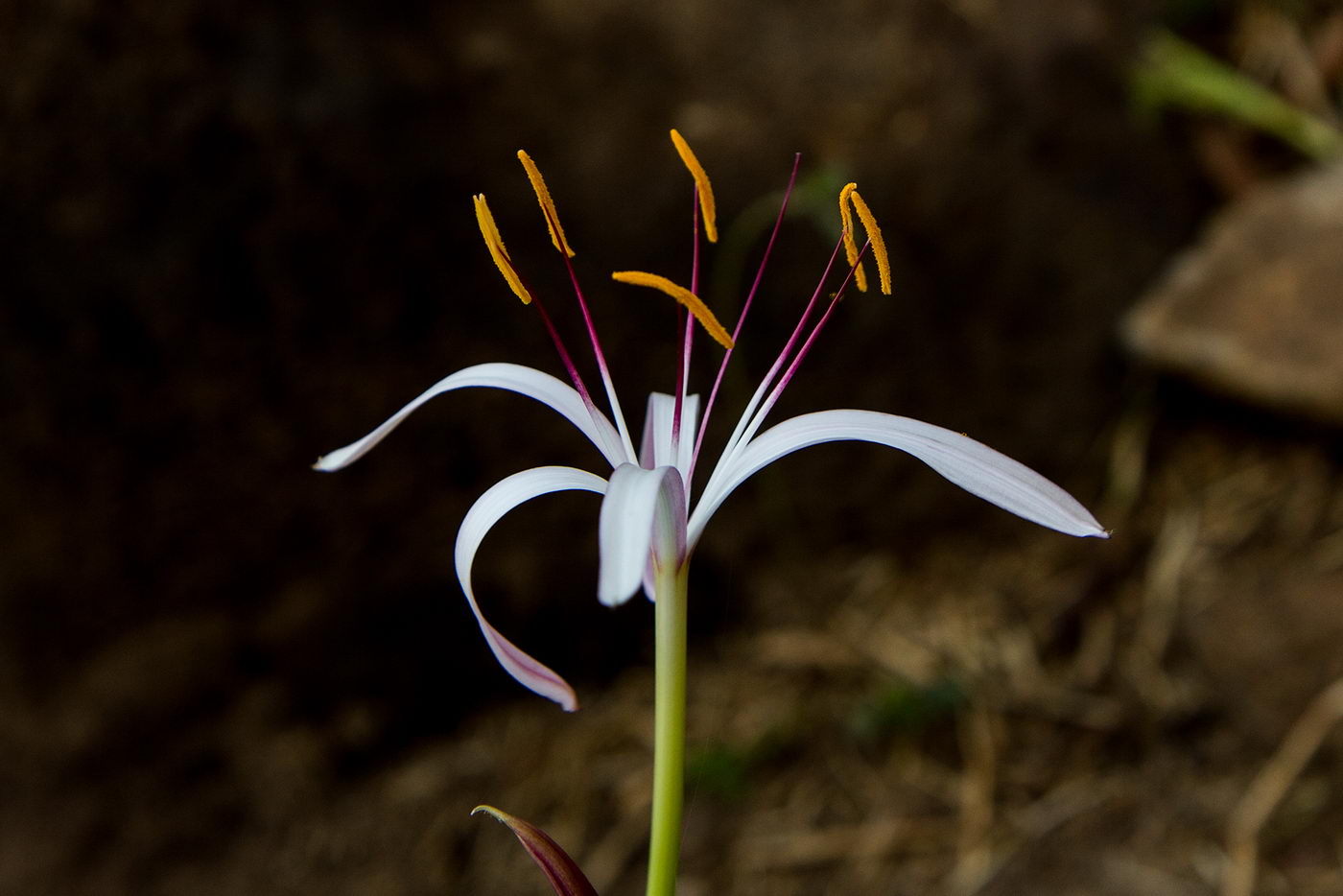 Image of Crinum firmifolium specimen.