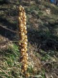 Verbascum densiflorum. Прошлогодний цветоносный побег с вскрывшимися плодами. Респ. Адыгея, Майкопский р-н, окр. пос. Гузерипль, отрог г. Казачья, сосновый лес. 30.03.2017.