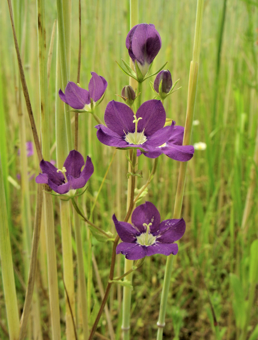 Изображение особи Legousia speculum-veneris.