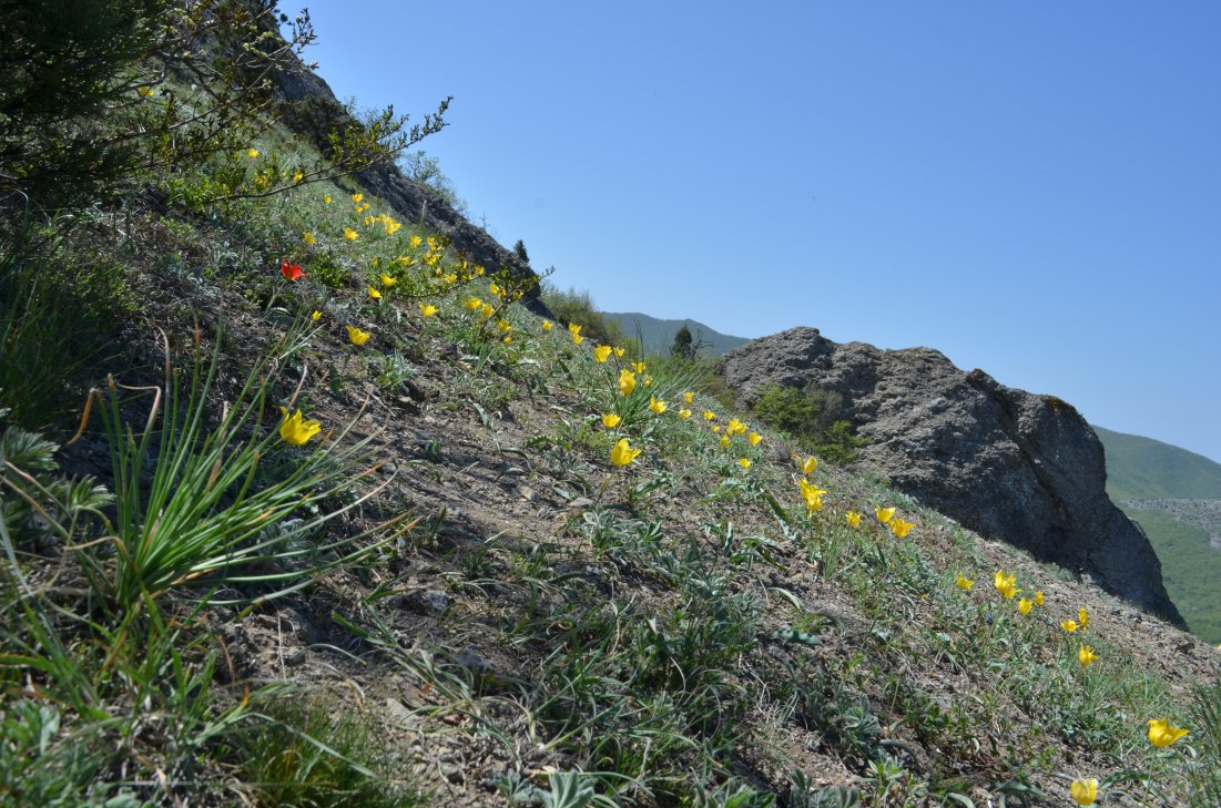 Изображение особи Tulipa suaveolens.