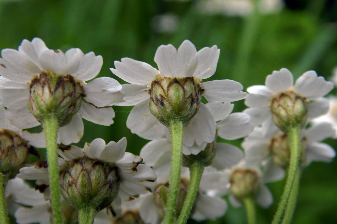 Image of Achillea biserrata specimen.