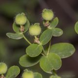 Euphorbia tauricola