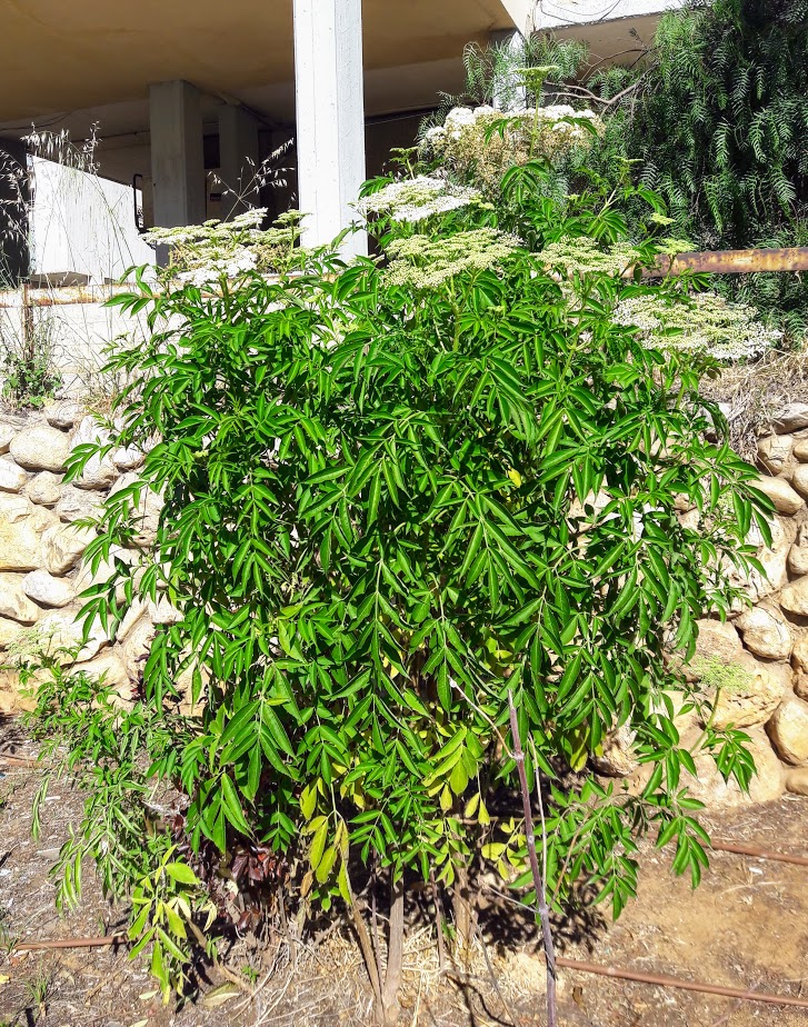 Изображение особи Sambucus nigra f. laciniata.