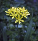 Allium moly