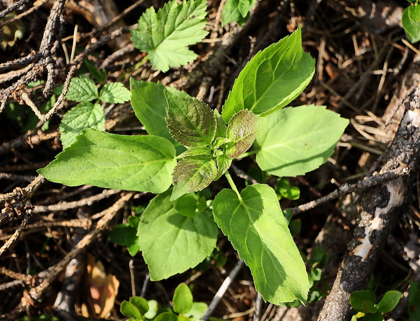 Image of Unknown species specimen.