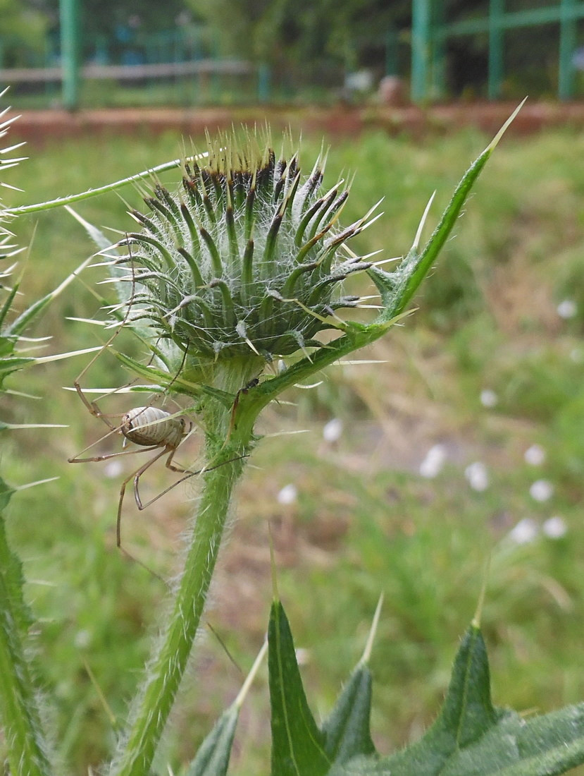 Image of Cirsium vulgare specimen.