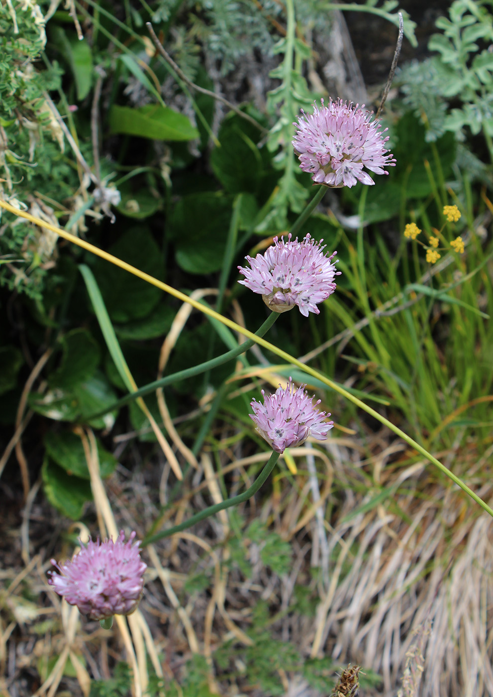 Изображение особи Allium pseudostrictum.