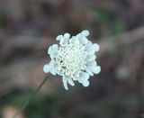 Scabiosa bipinnata. Соцветие. Карачаево-Черкесия, г. Теберда, обочина дороги. 20.07.2017.