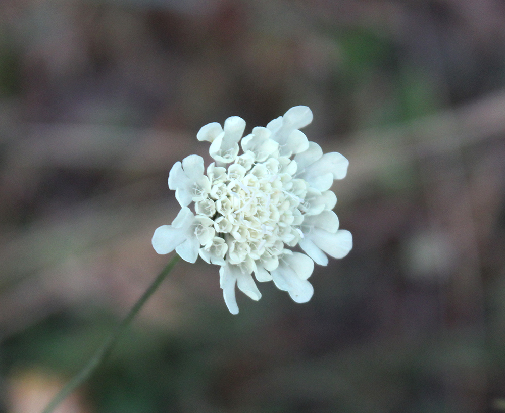 Изображение особи Scabiosa bipinnata.