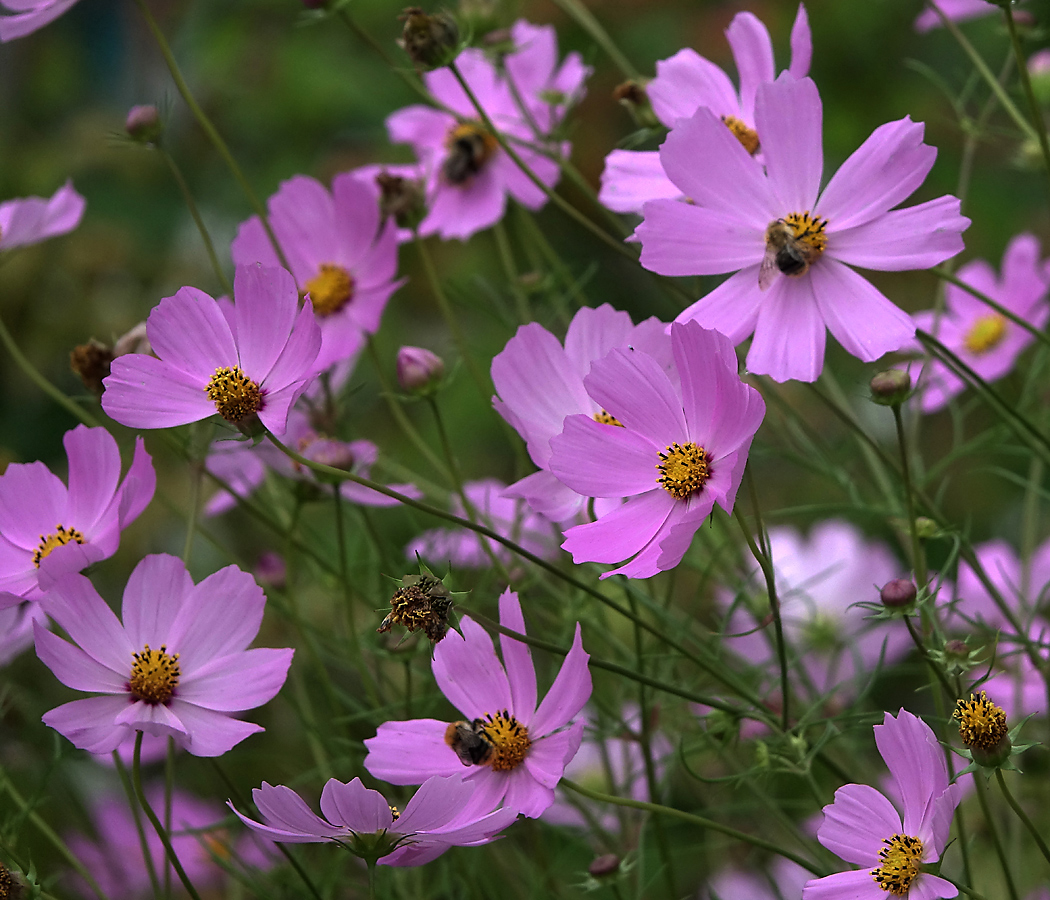 Image of Cosmos bipinnatus specimen.